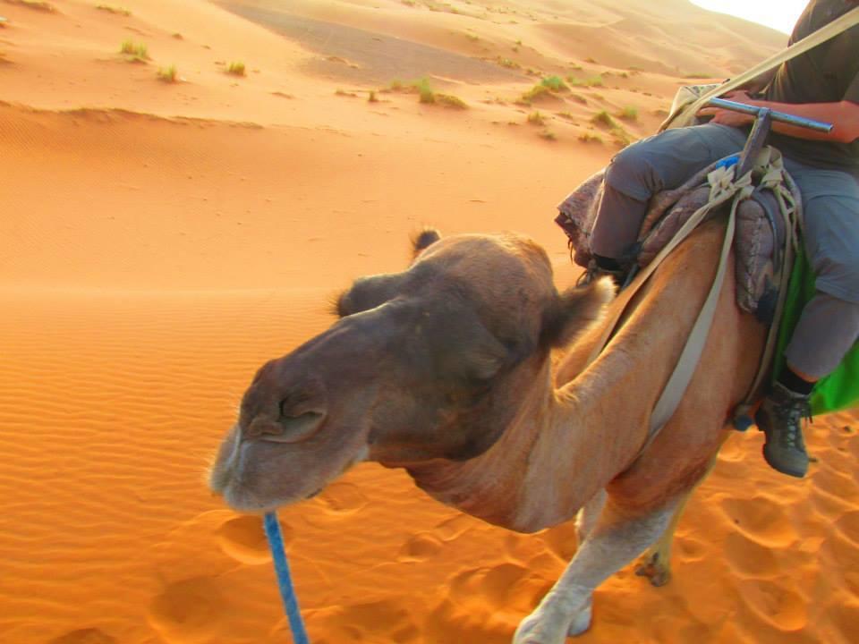 Tofu Hotel & Safari Jaisalmer Εξωτερικό φωτογραφία